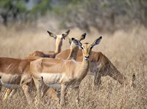 Impala (Aepyceros melampus) in tall grass