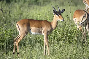 Impala (Aepyceros), Serengeti National Park