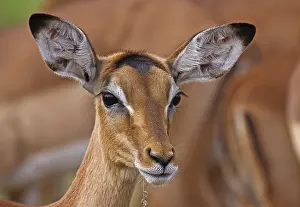 Impala, black heeled antelope, antelope, S