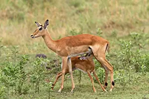 Impala, black heeled antelope, black heeled antelope