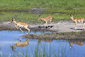 Impala on the Boteti River