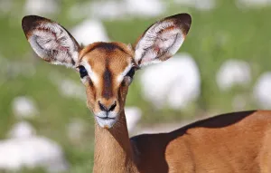 Impala, Etosha National Park, Namibia
