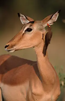 Impala, female, with Red-billed Oxpecker