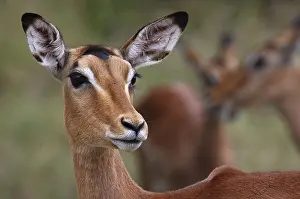 Impala, Schwarzfersenantilope, Antilope, S