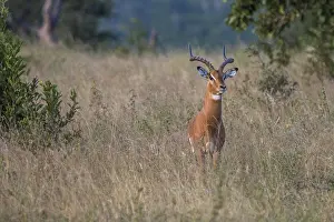 An Impala staring at the camera in the Sabi Sand Game Reserve