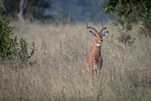 An Impala staring at the camera in the Sabi Sand Game Reserve