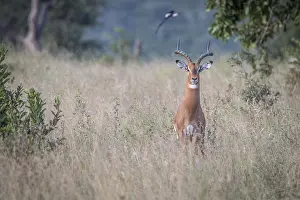An Impala starring at the camera in the Sabi Sand Game Reserve