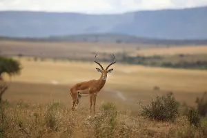 Impala in the wilderness of Africa