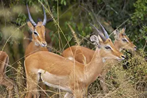 Impalas (Aepyceros), Akagera National Park or Kagera National Park