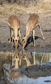 Two impalas (Aepyceros melampus) drinking at a natural waterhole