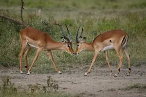 Impalas (Aepyceros melampus) males, Kenya