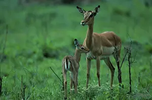 Impalas, female with kid, South Africa
