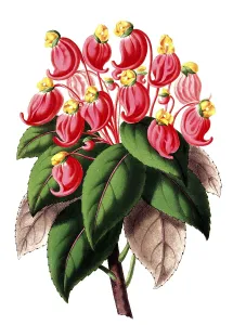 Impatiens jerdoniae, plant species of the Balsaminaceae family, plant and flower, digitally reworked reproduction of an original from the 19th century