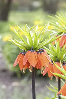 Imperial Crown (Fritillaria imperialis Aurora')<br> Imperial Crown (Fritillaria imperialis Aurora')