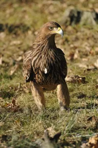 Imperial eagle on the forest floor