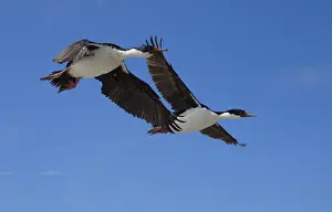 Imperial shag, King Cormorants (Phalacrocorax atriceps)