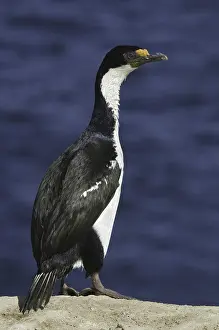 Imperial Shag (Leucocarbo atriceps)
