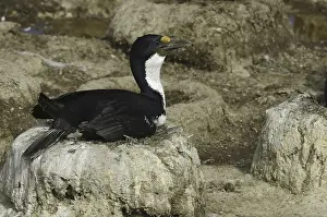 Imperial Shag (Leucocarbo atriceps)