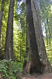 Imposing trunks of coast redwoods (Sequoia sempervirens) in a shady forest