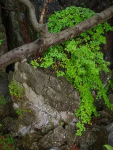 Impression from the Felsenmeer nature reserve