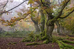 An impressive old tree with moss-covered roots in a misty autumn forest