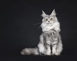 Impressive silver Maine Coon cat
