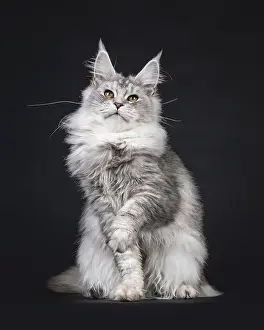 Impressive silver Maine Coon cat