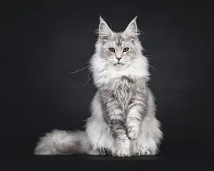 Impressive silver Maine Coon cat