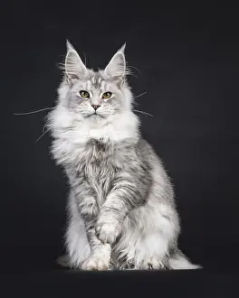 Impressive silver Maine Coon cat