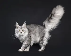 Impressive silver Maine Coon cat