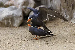 Inca Tern (Larosterna inca), Germany, Europe