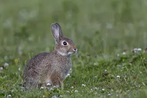 With increasing age, the young wild rabbit (Oryctolagus cuniculus) becomes more and more experienced and cautious