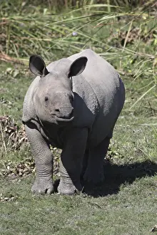 India, Asian Rhinoceros (Rhinoceros unicornis)