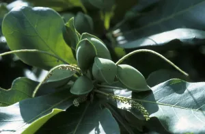 Indian almond tree (Terminalia catappa)