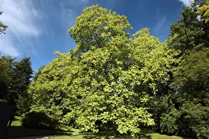 Indian Bean-Tree, mountain park Wilhelmshohe