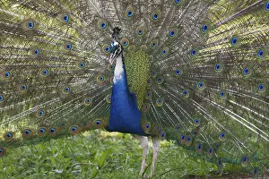 Indian or blue peafowl (Pavo cristatus mut)