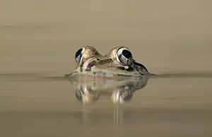 Indian Bullfrog (Hoplobatrachus tigerinus) submerged in a pond