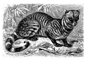 Indian civet cat, also India civet cat