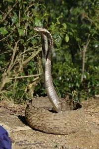 Indian cobra (Naja naja). Sri Lanka