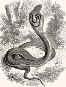 Indian cobra, Spectacled cobra
