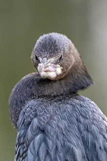 Indian Cormorant (Phalacrocorax fuscicollis)