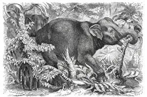 Indian Elephant (Elephas maximus indicus)