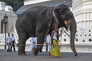 Category Buddhism Prints: Indian elephant (Elephas maximus) working with mahout