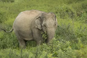 Indian elephants (Elephas maximus indicus)