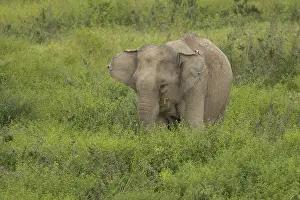 Indian elephants (Elephas maximus indicus)