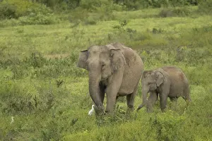 Indian elephants (Elephas maximus indicus)