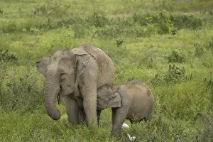 Indian elephants (Elephas maximus indicus)