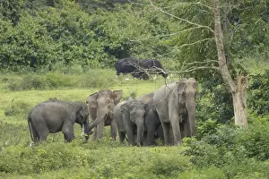 Indian elephants (Elephas maximus indicus)