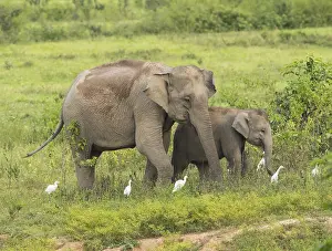 Indian elephants (Elephas maximus indicus)