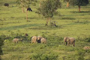 Indian elephants (Elephas maximus indicus) and gaur (Bos gaurus)
